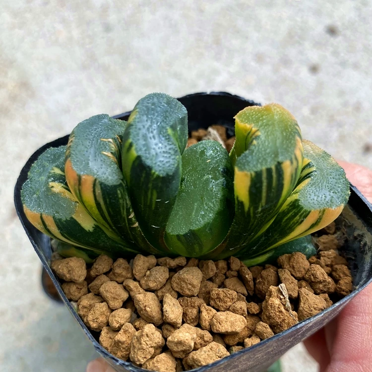 
Wholesale Succulent The Hotel Haworthia Truncata Variegata Beizai 