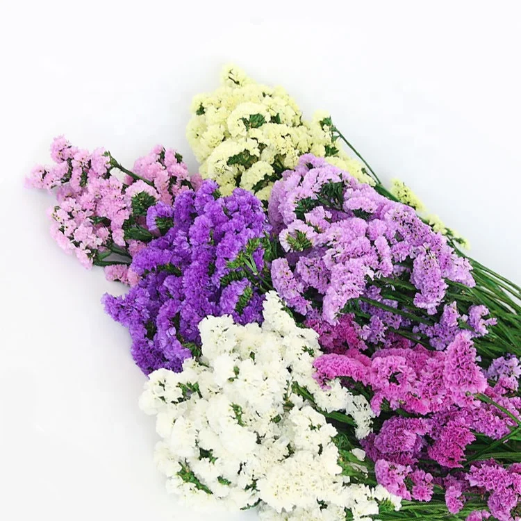 

Beautiful Myosotis Sylvatica Flower Dried Flowers Preserved Forget me not Preserved Limonium