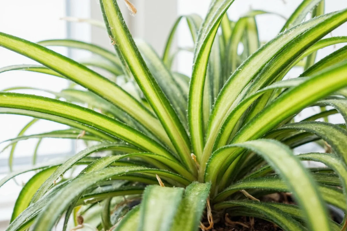 does spider plant like humidity