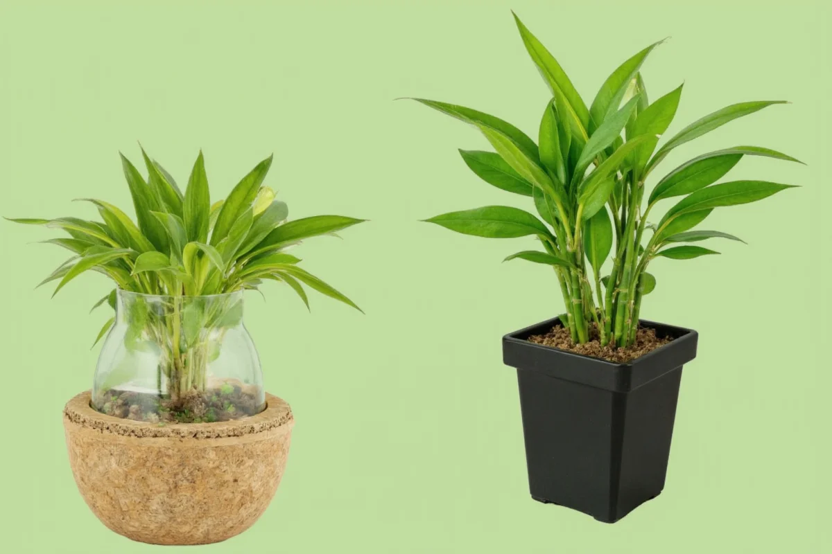 how to take care of a lucky bamboo plant