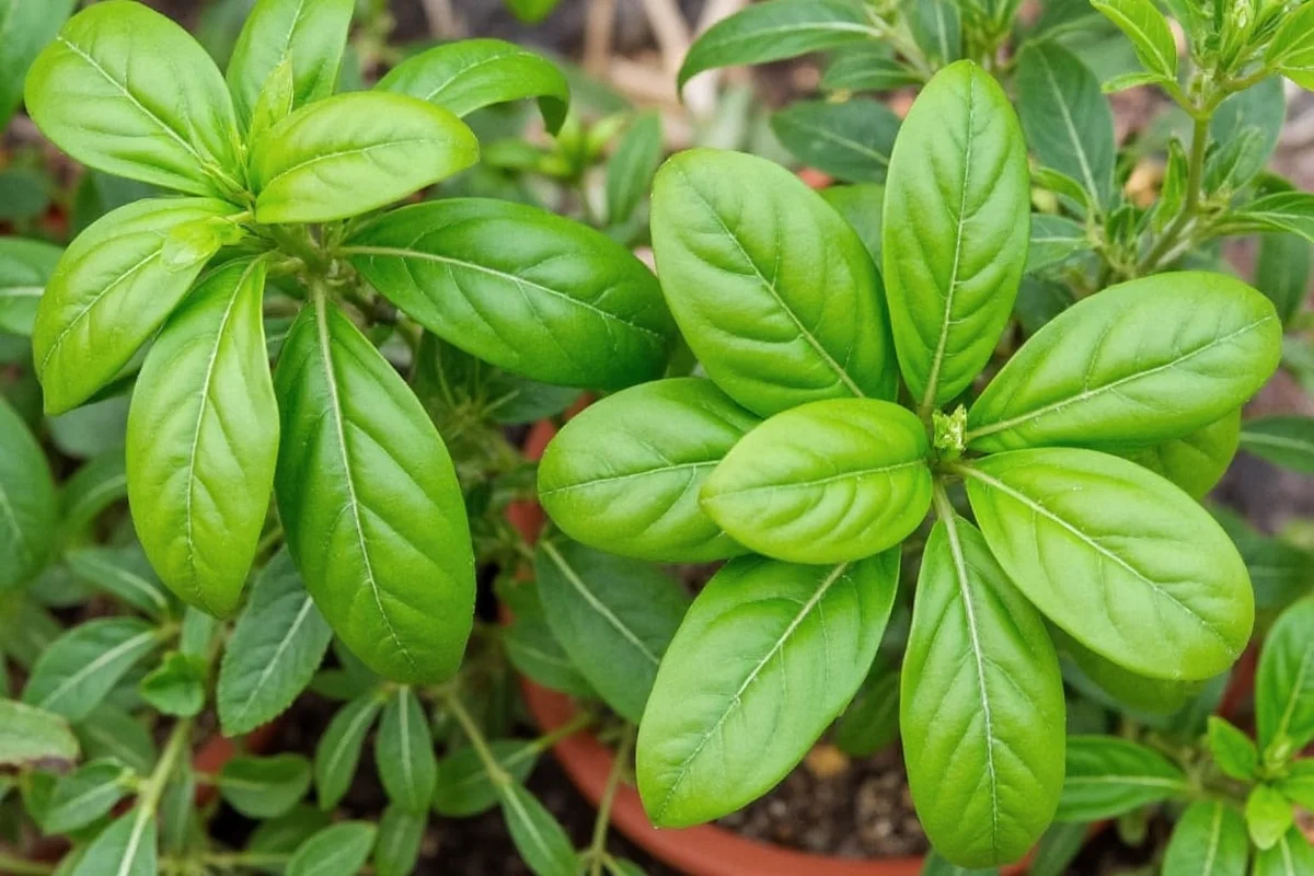 how do you pick basil from a plant