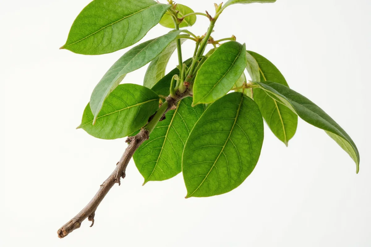 What Is a Rubber Tree Plant? Definition & Facts