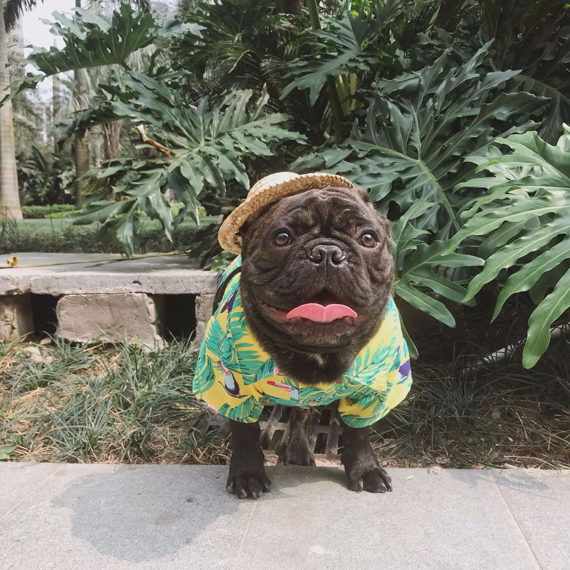 

Xmjiahuang Pet Clothing Spring Summer 2020 New Printed Shirt And Dog Clothes New Breathable Floral Shirt