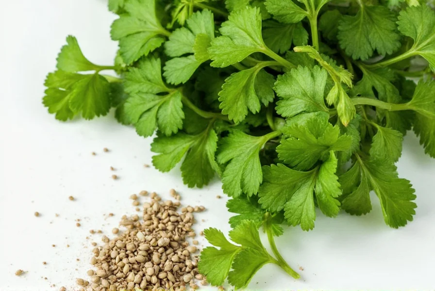 Toasting cilantro seeds in a skillet