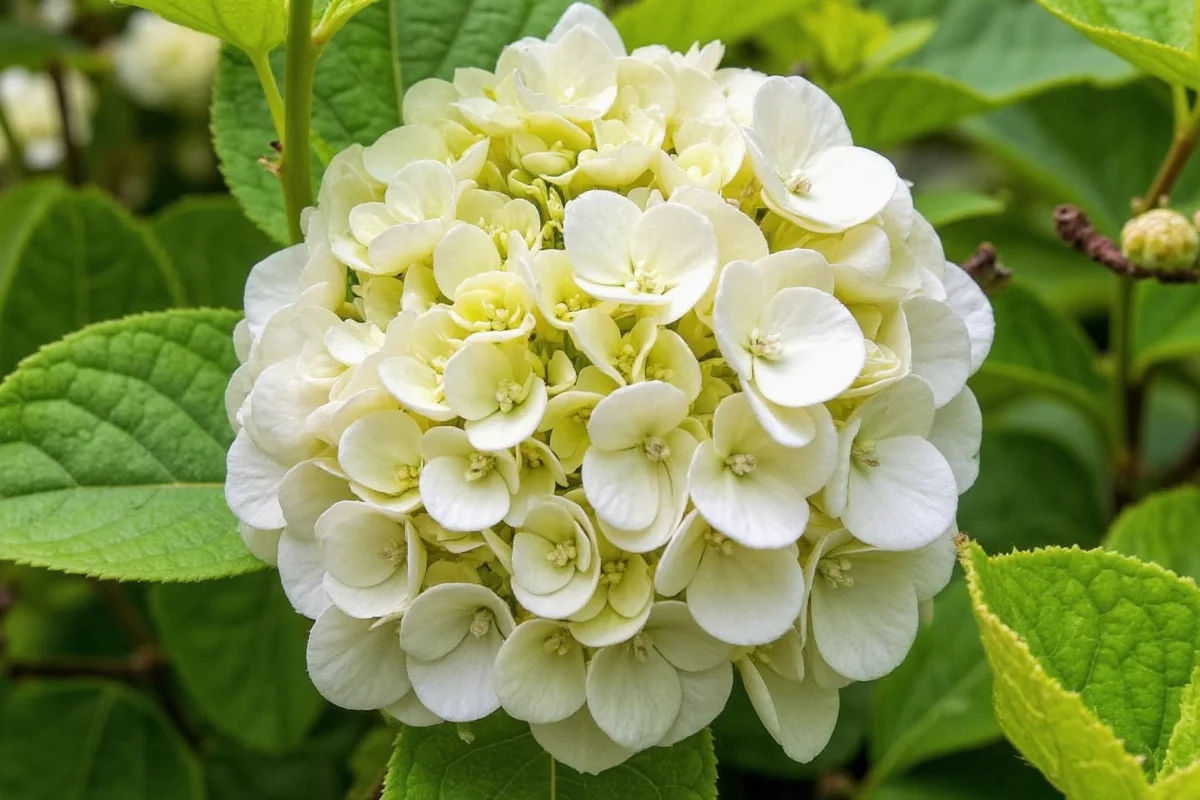 how to winterize hydrangea plants