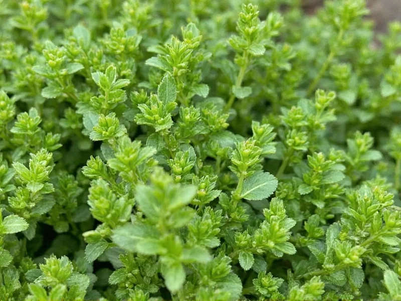What Does Thyme Look Like? Visual Identification Guide