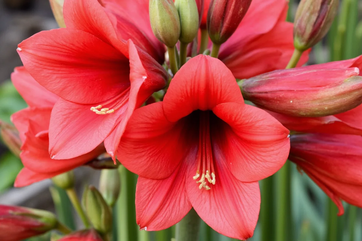Ultimate Amaryllis Care Guide: Everything You Need To Grow These Holiday Favorites visual data 7