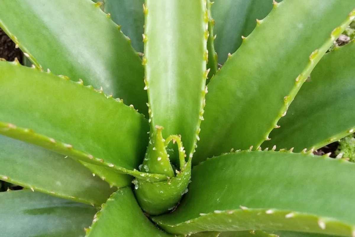 how to transplant aloe vera plant