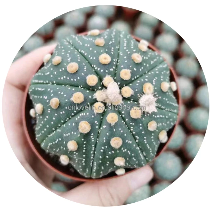 

Hot sale Cactus plants astrophytum starshape cactus gifts for indoor decor, Green