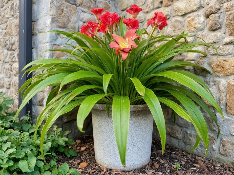 Canna lily garden in container with sustainable materials