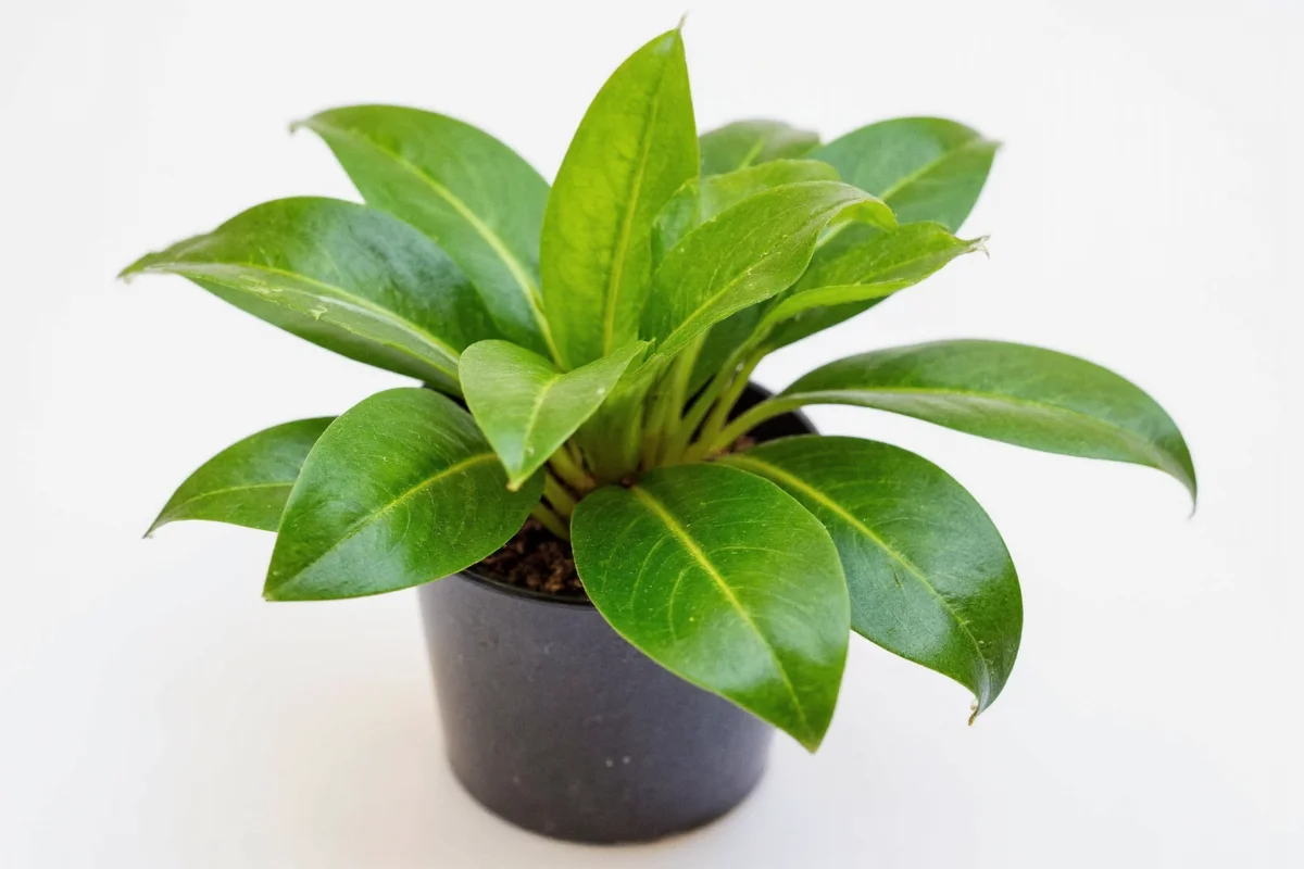 how to take care of chinese money plant