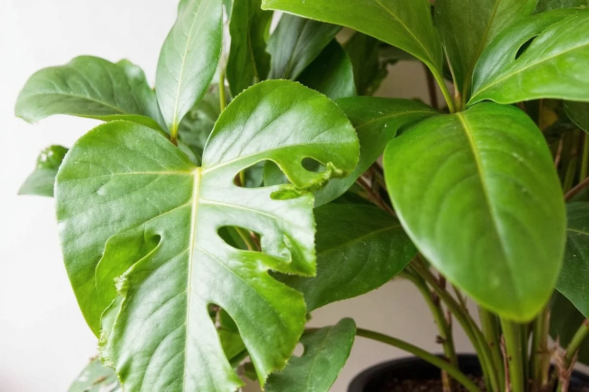 how to care for calathea plant