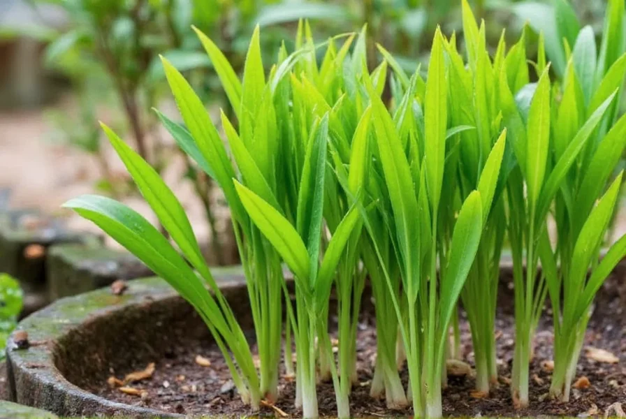 Fresh ginger rhizomes positioned correctly for planting with growth buds facing upward