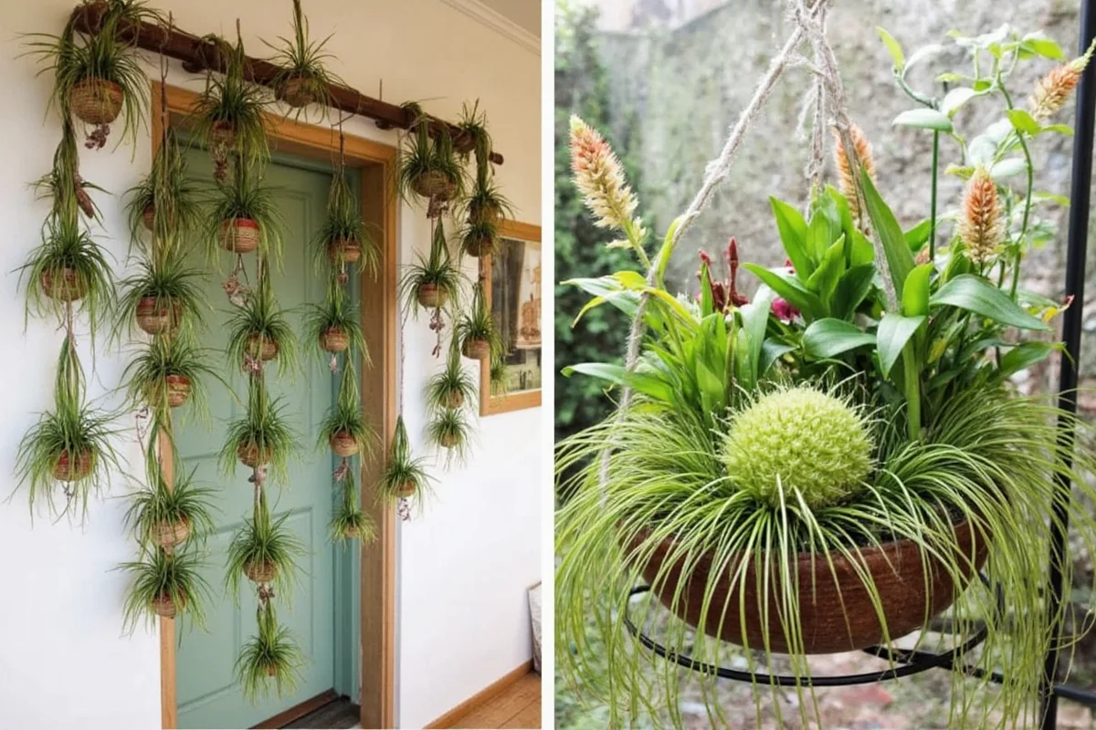 how to display air plants