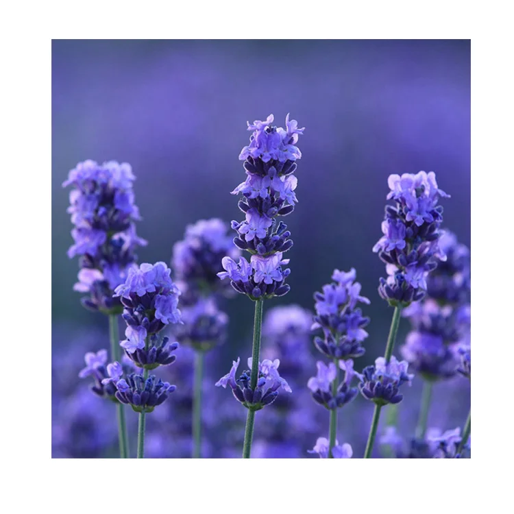 
Flowers Bouquet Royal Blue natural lavender Wedding Flower Bouquets 