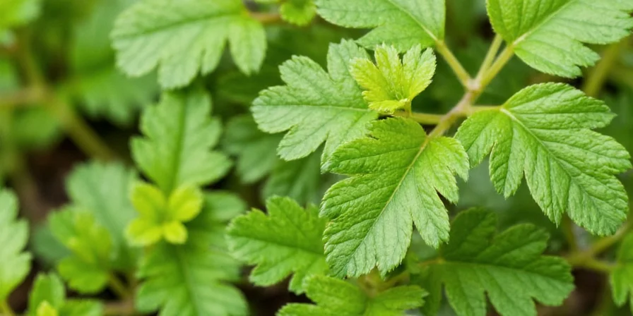 Fresh chervil plant