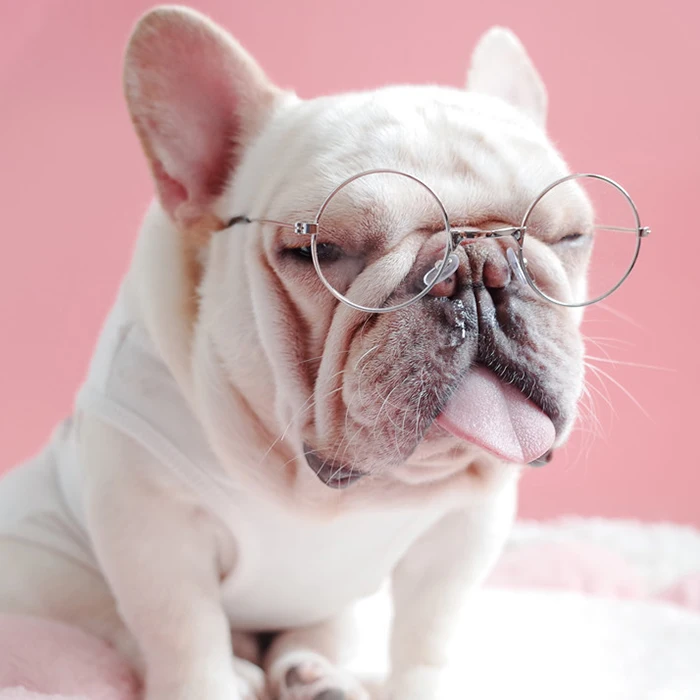 

Cool Grooming Photos Props Pet Accessories Fashion Design Pet Cat Dog Sunglasses Dog Glasses
