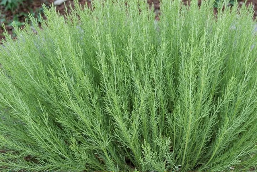 Bronze Fennel: Ornamental Herb with Culinary Benefits
