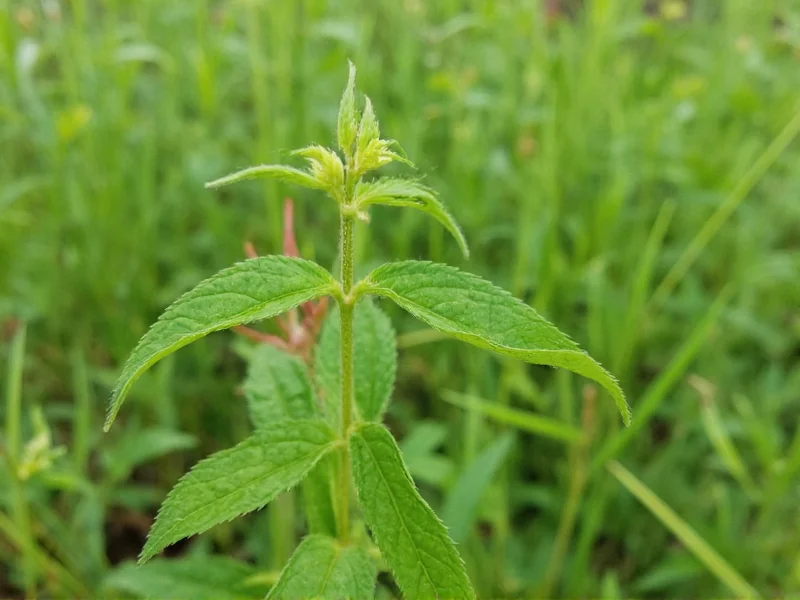 Dill vs Weed: Clear Botanical Differences Explained