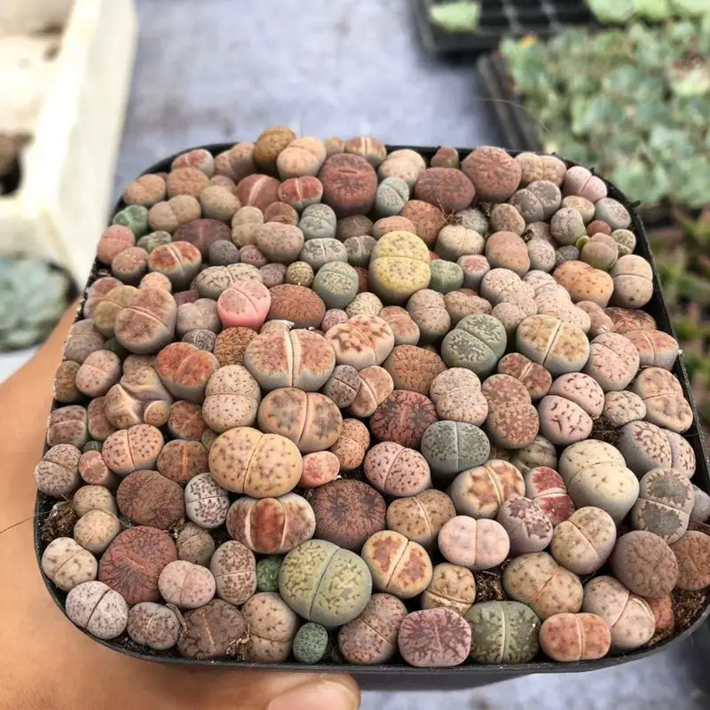 
wholesale natural live plant cactus mini Lithops 10cm pot mixed color cactus 