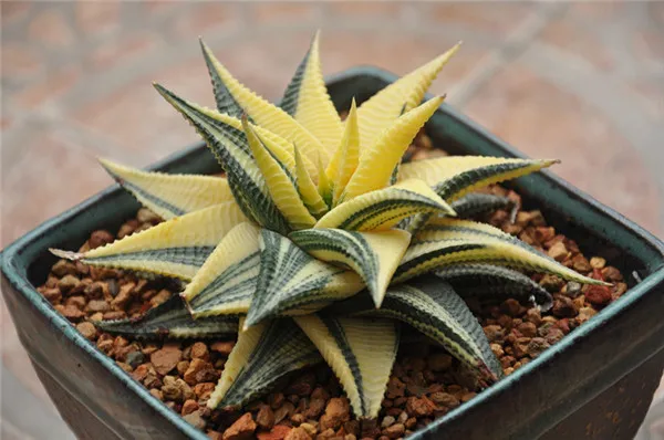 
New high quality real plants mini succulent plants All Kinds of Haworthia spp succulent of indoor plant bonsai 