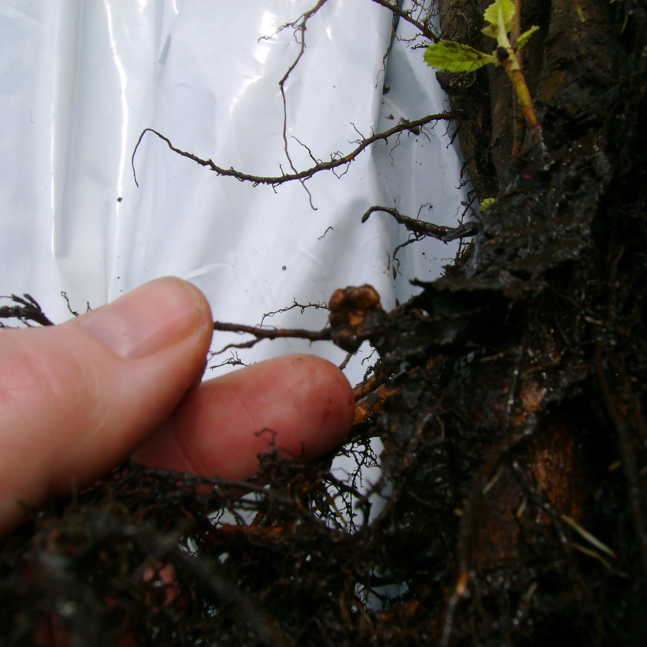 
bio fertilizerbioazotobacter rhizobium rhizobium biofertil rhizobium bacteria biological fertilizer 