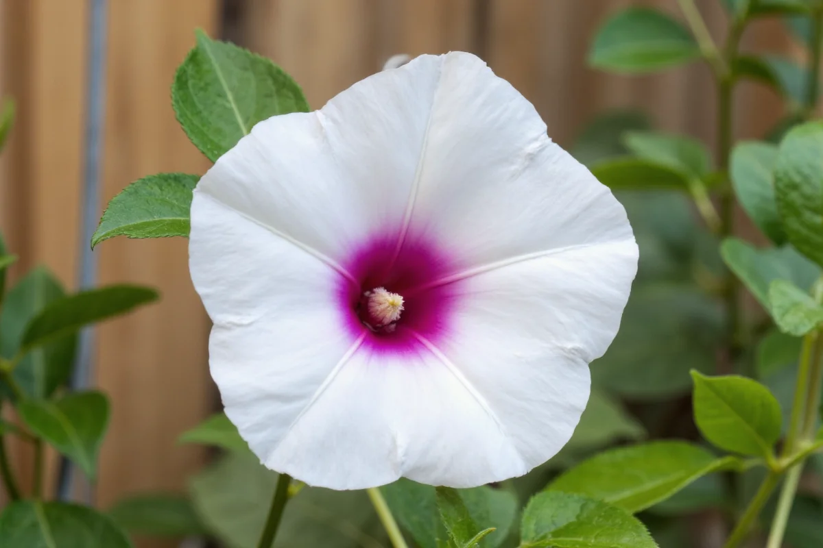 0707 morning glory
