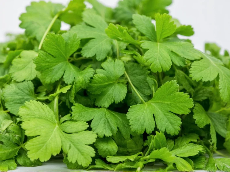 Cilantro vs Parsley: Key Differences Explained