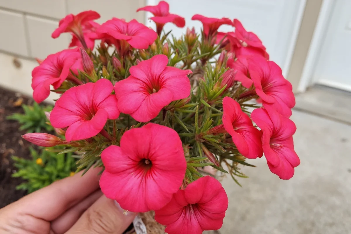 how to grow a kalanchoe plant