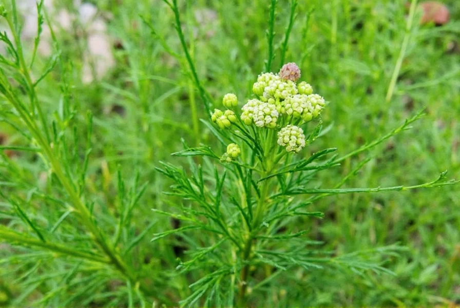 dill herbs 7 secrets to elevate your dishes and soothe your soul