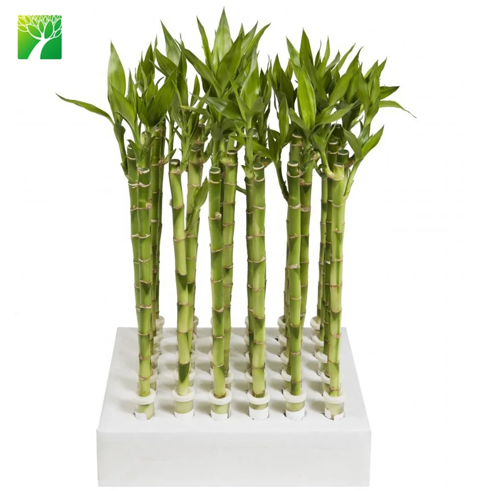 
Cheap wholesale ornamental green foliage plant lucky bamboo Dracaena sanderiana 