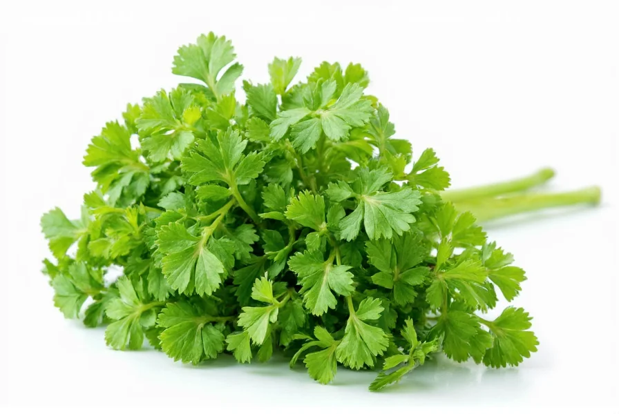 Fresh coriander herb leaves on white background showing distinctive lacy foliage