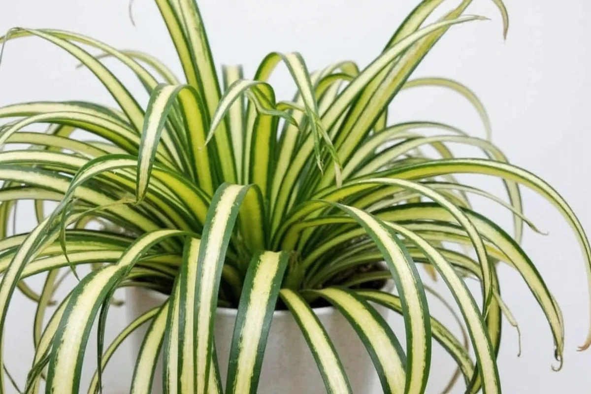 are spider plants safe for dogs