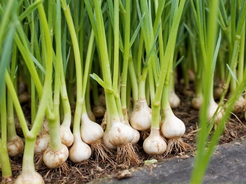 Where Is Garlic Grown: Global Production Regions Explained