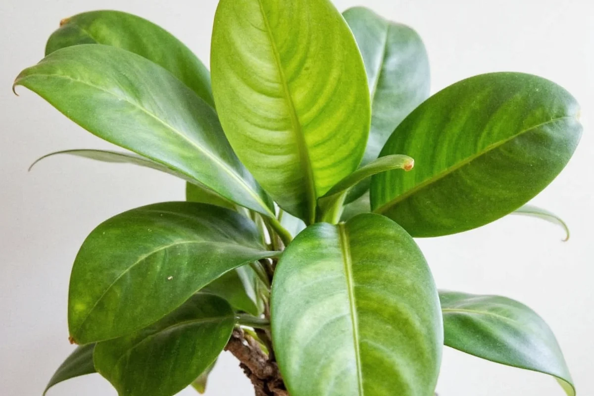 Why Is My Rubber Plant Drooping? Quick Fixes