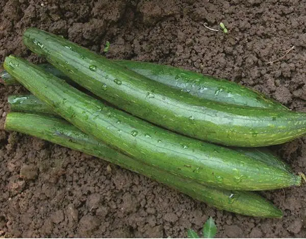 
Green long hybrid luffa sponge gourd seeds 