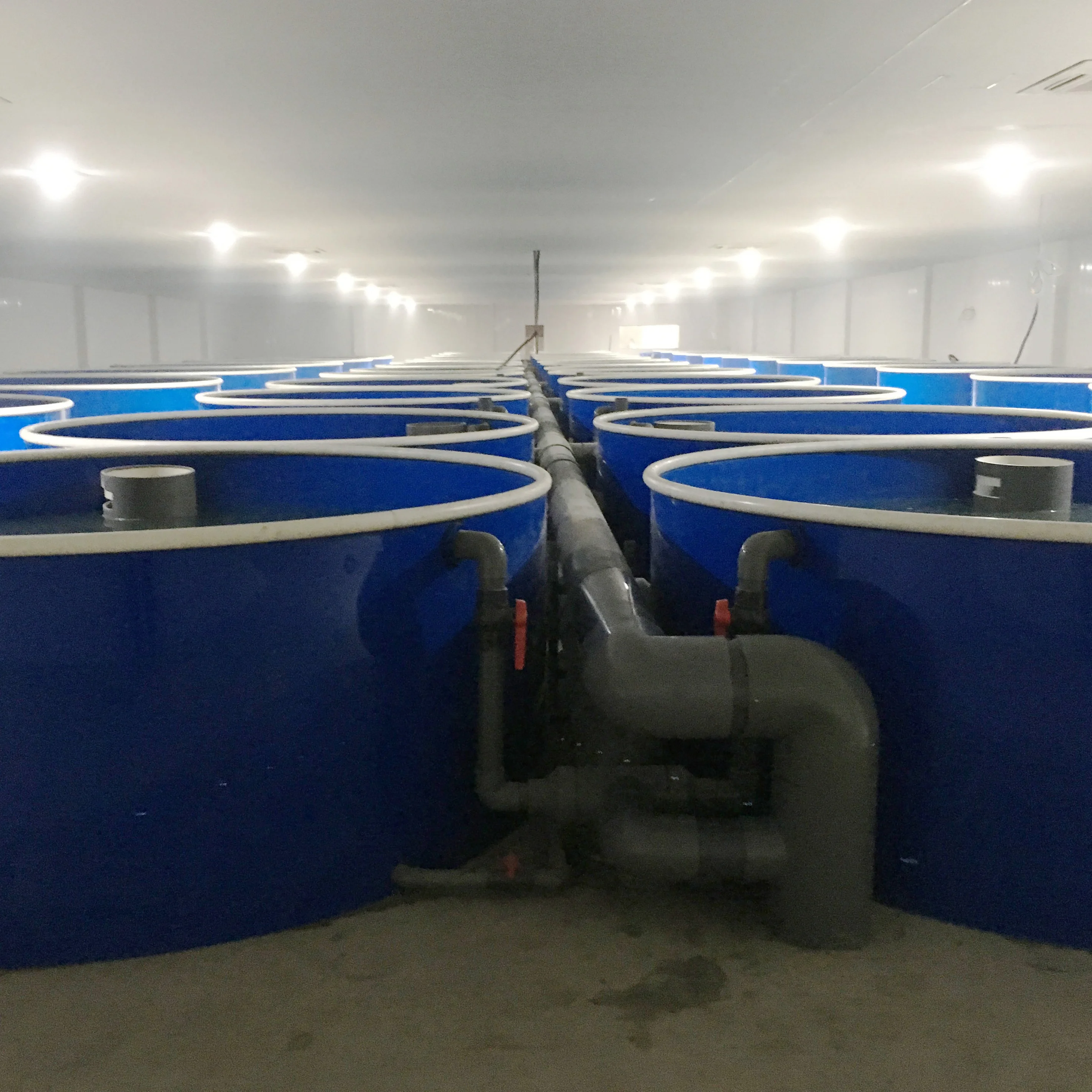 

Customized Recirculating Aquaculture Systems Indoor Fish Farm Tanks, Blue ,white,green