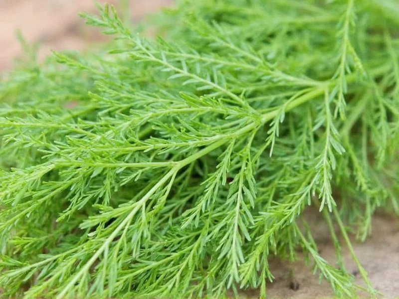 Dill Health Benefits: Science-Backed Facts and Uses
