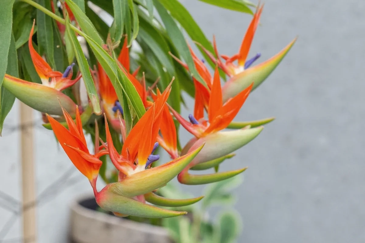 how to take care of bird of paradise plant
