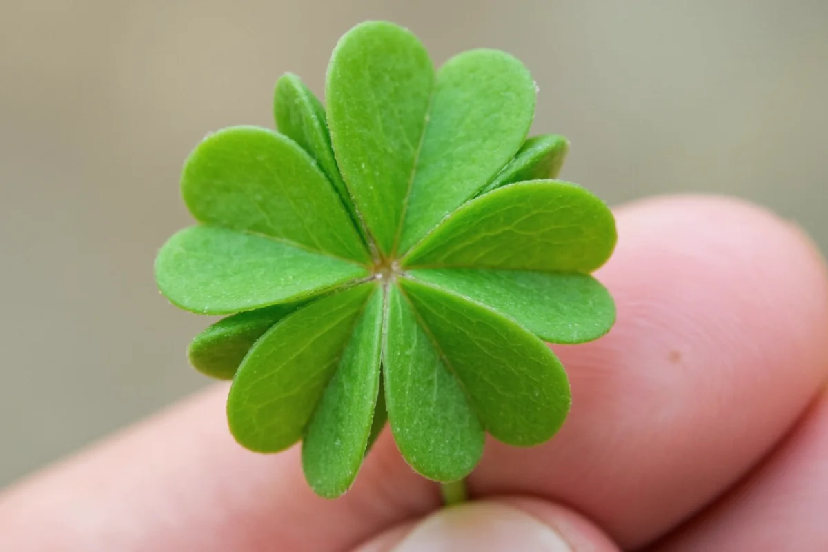 how to take care of a shamrock plant