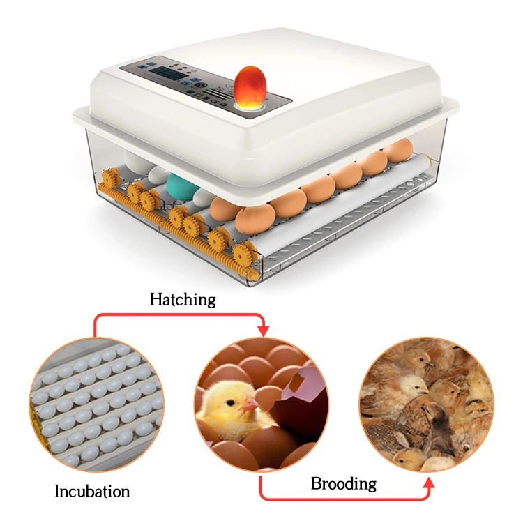 16egg incubator-23.jpg