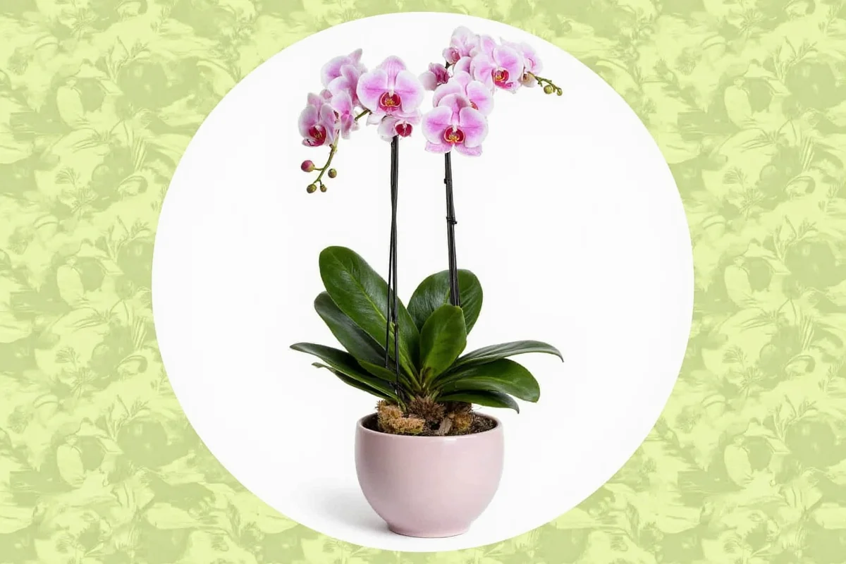 how to care for phalaenopsis orchid plant