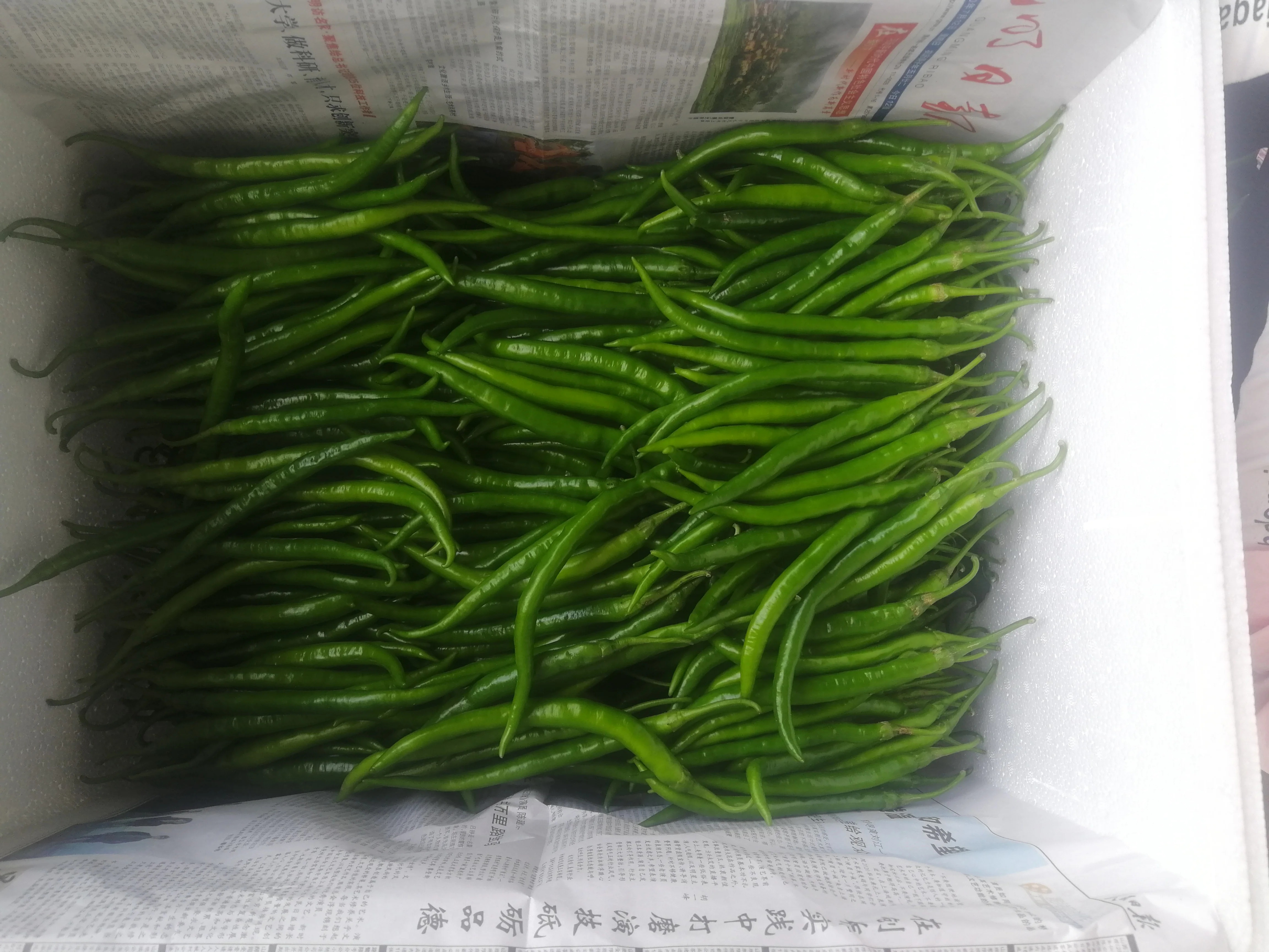 
Factory Plant supplier Hot Red Green Red Fresh Chilli in Frozen 