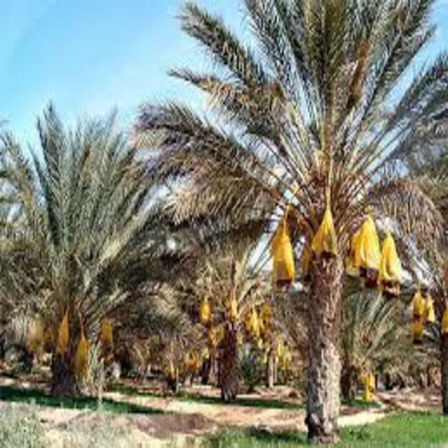 
date fresh date 100% energitic 4-5cm tunisia deglet noor , high quality , competitive price 