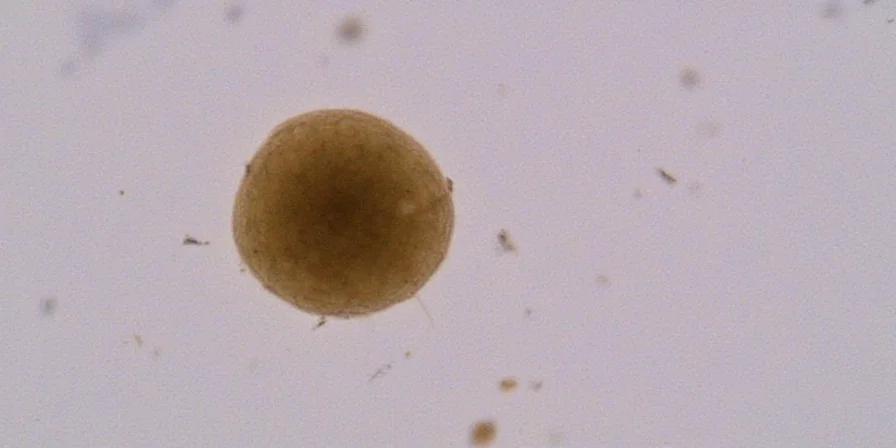 just how tiny is a mustard seed a spice lover s microscopic adventure