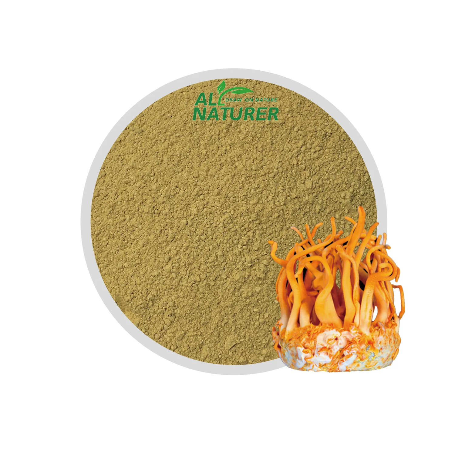 

Bulk Organic Cordyceps Militaris Dual Extract Powder 5% Cordycepin