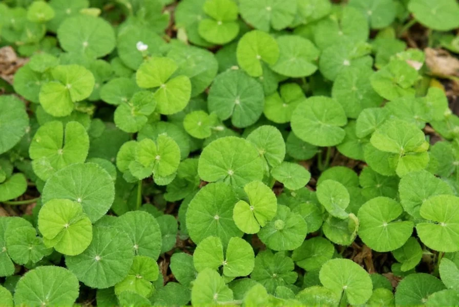 Mini Clover Seed: Complete Guide to Microclover Lawns