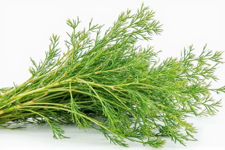 Side-by-side comparison of fresh dill and dried dill