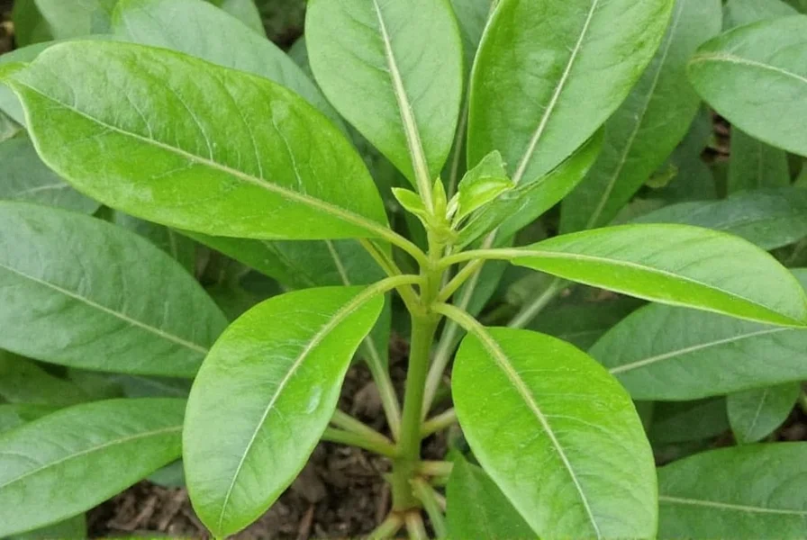 Mature clove plant showing glossy leaves and flower buds