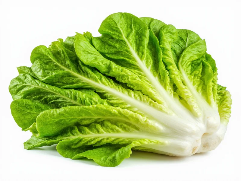 Fresh romaine lettuce for Caesar salad